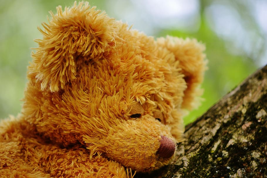 bear, bears, stuffed animal, teddy, cute, sweet, funny, plush, purry, soft toy