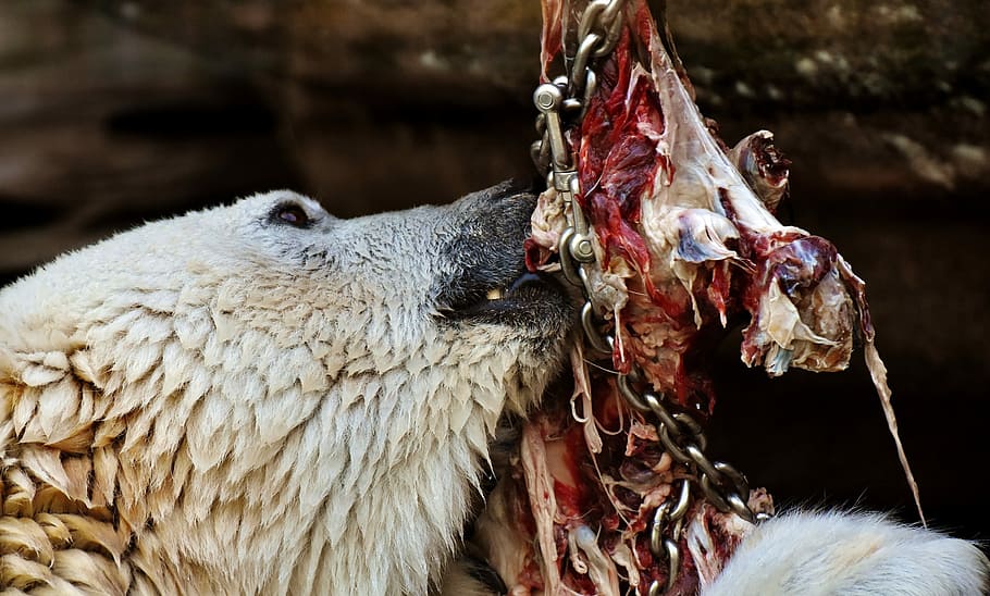 Polar Bear, Feeding, Meat, Eat, Zoo, animal feeding, bait, fresh meat, predator feeding, enclosure