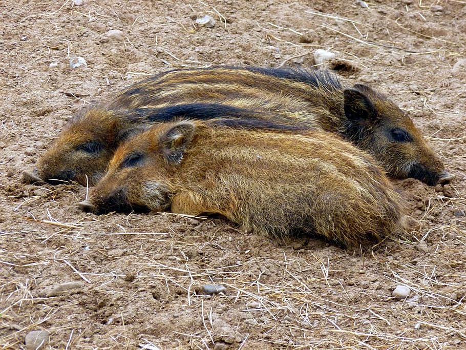 Boar, Little, Pig, Nature, little pig, three, wild boar, family, piglet, young