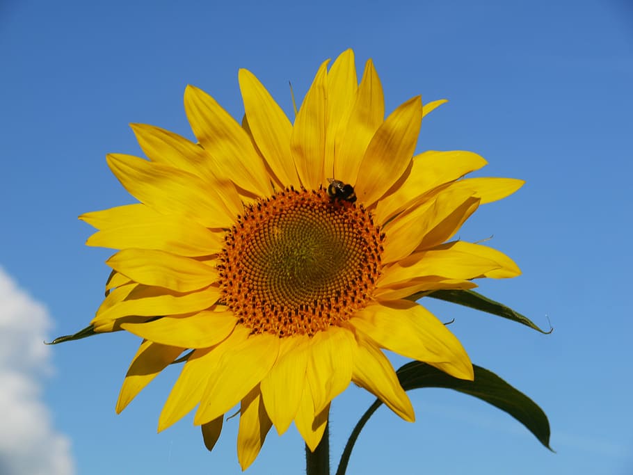 sun flower, blossom, bloom, from the front, sunny, summer, yellow, green, bee, flower