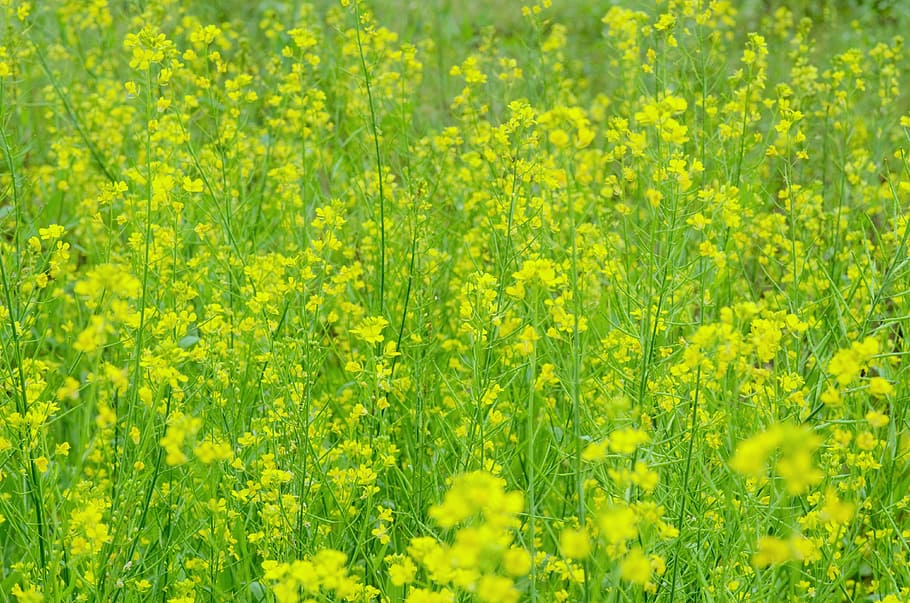 flower, withdrawal, green, yellow, plant, beauty in nature, flowering plant, oilseed rape, growth, field
