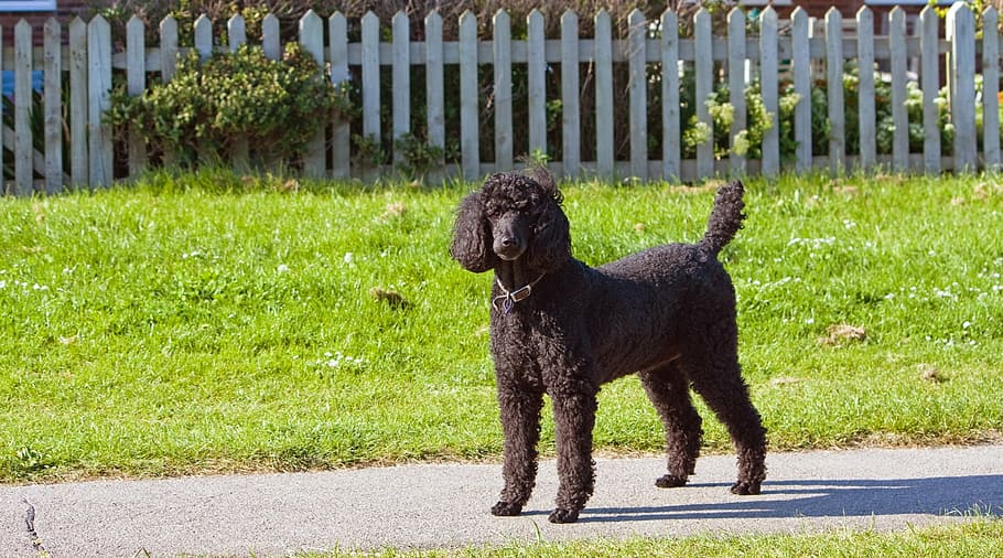 preto, miniatura, poodle, em pé, cinza, caminho, dia, caniche padrão, cão, canino