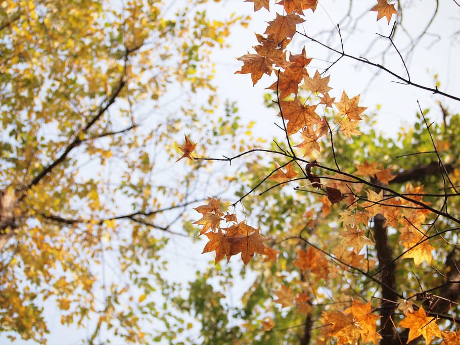 autumnal leaves, sunbeams, autumn, fall of japan, japan, maruyama park, colorful, plant, landscape, wood
