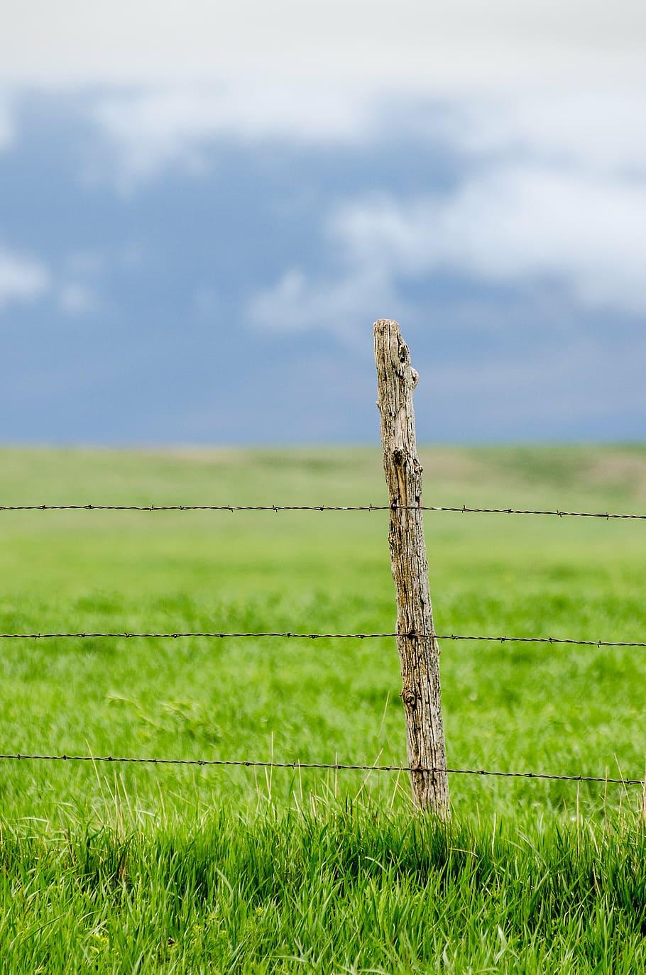 poste de la cerca, alambre de púas, pasto, verde, cielo azul, azul, rancho, alambre, cerca, púas