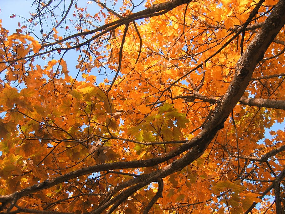 Golden, otoño, árbol de hoja caduca, otoño dorado, octubre dorado, octubre, bosque, hojas, brillante, sol