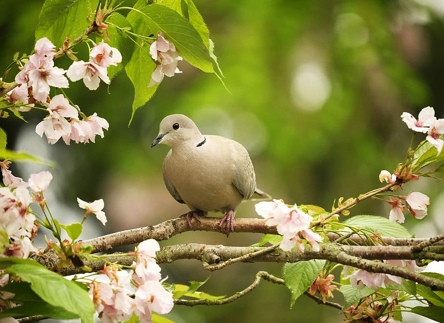 bird, perched, tree brunch, animal world, nature, songbird, dove, garden, animal themes, plant