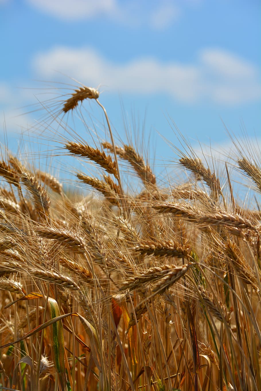 trigo, por chaitanya k, espiga de trigo, grano, cereales, cultivo, planta de cereal, agricultura, crecimiento, escena rural