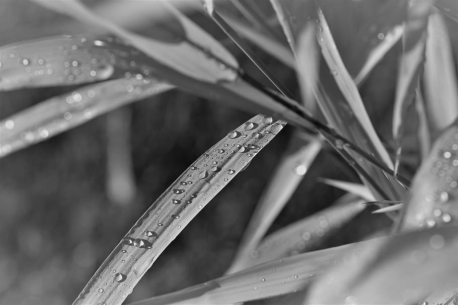 Black And White, Plant, Leaf, Raindrop, black, white, nature, background, close, rain