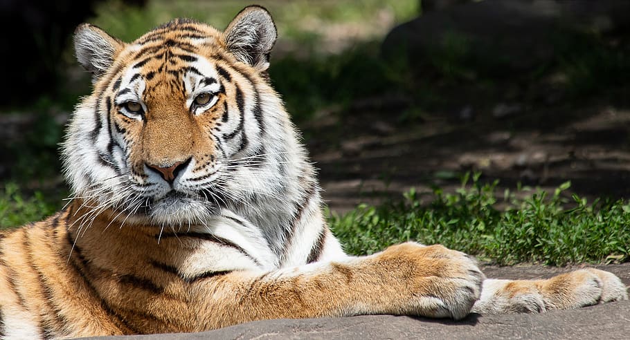 tiger, siberian tiger, mammal, animal, animal world, big cat, siberian, close up, carnivores, hagenbeck zoo