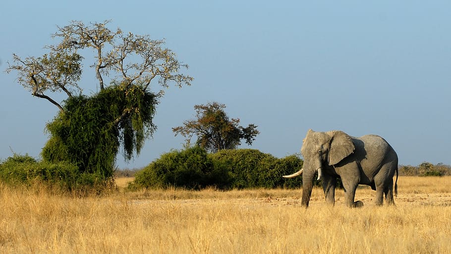 gray, elephant, dry, grass, daytime, botswana, savuti, animals, africa, safari Animals