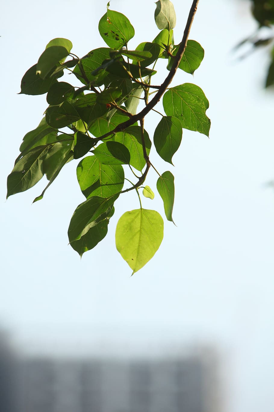 plant, green, leaves, foliage, twig, branch, leaf, plant part, green color, growth