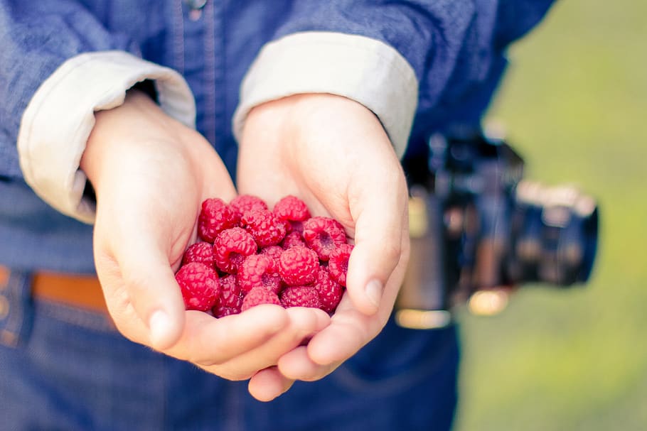 raspberry, beri, buah-buahan, makanan, sehat, tangan, telapak tangan, satu orang, memegang, makanan dan minuman