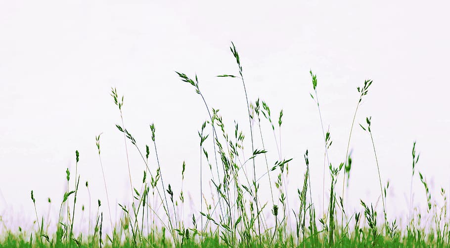 meadow, grass, nature, green, summer, blades of grass, plant, growth, field, beauty in nature