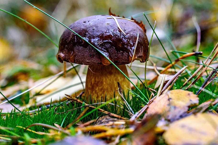 forest, chestnuts, porcini mushrooms, mushroom, autumn, forest mushroom, edible, nature, forest floor, one animal