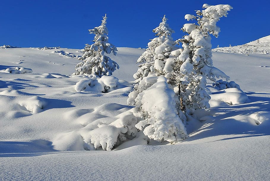 Musim Dingin, Salju, Pohon, Tertutup, pohon yang tertutup salju, pohon cemara, biel, salju segar, penerangan, sisi