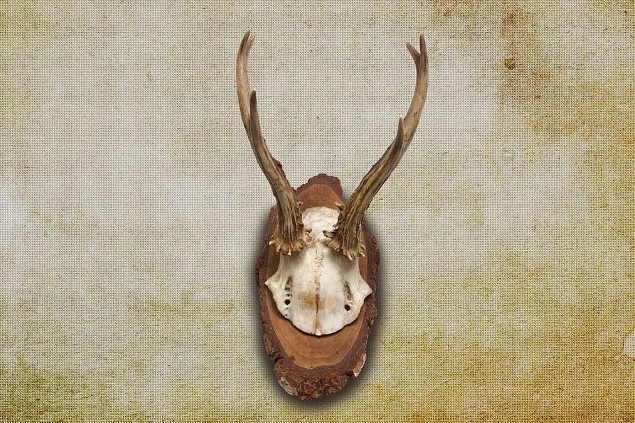 antler, horn, hunting, hunting trophy, retro, red deer, skull, souvenir, trophy, wall decoration