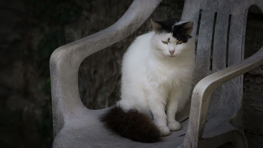 preto, branco, cadeira de gato, Preto Branco, Gato branco, Cadeira, gato, animais, gato doméstico, animais de estimação