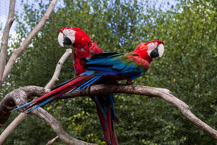 two, red-and-blue parrots, perched, tree branch, ara, parrot, colorful, bird, beak, color