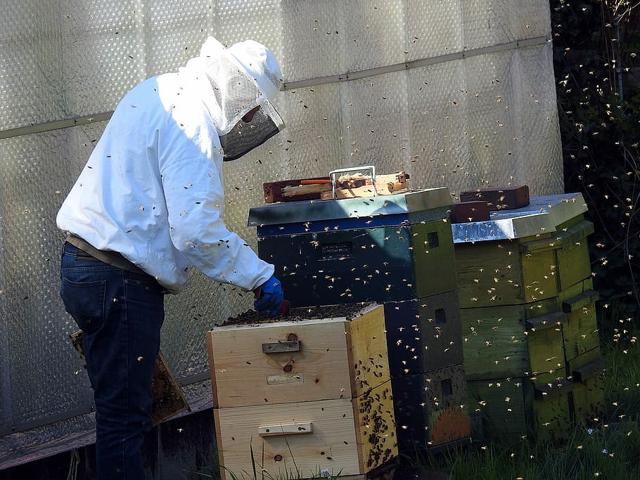 Apicultor, colmenas de abejas, apicultura, abejas, abejas melíferas, insectos, colmena, enjambre, panales de miel, adultos