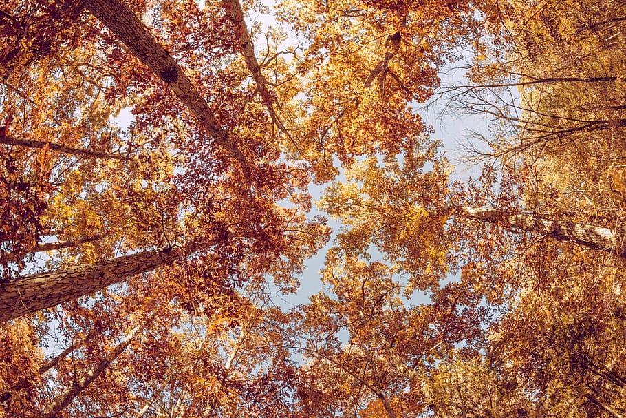 rendah, sudut fotografi, kuning, pohon daun, musim gugur, dedaunan, oranye, karat, musim, daun musim gugur