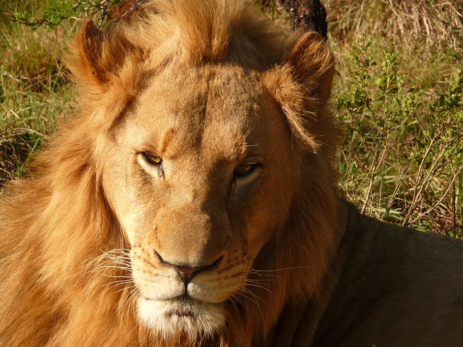 Singa, Afrika, Safari, Botswana, Wildcat, predator, singa yang mengantuk, kucing, afrika selatan, potret hewan