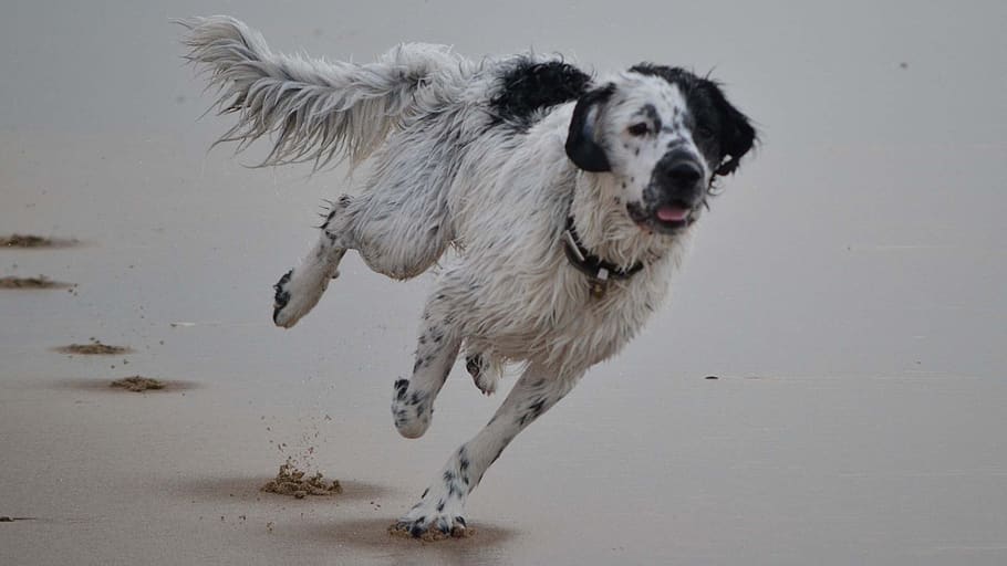 beach, frisian stabij, stabij, stabijna, wetterhoun, dog, action, racing, canine, pets