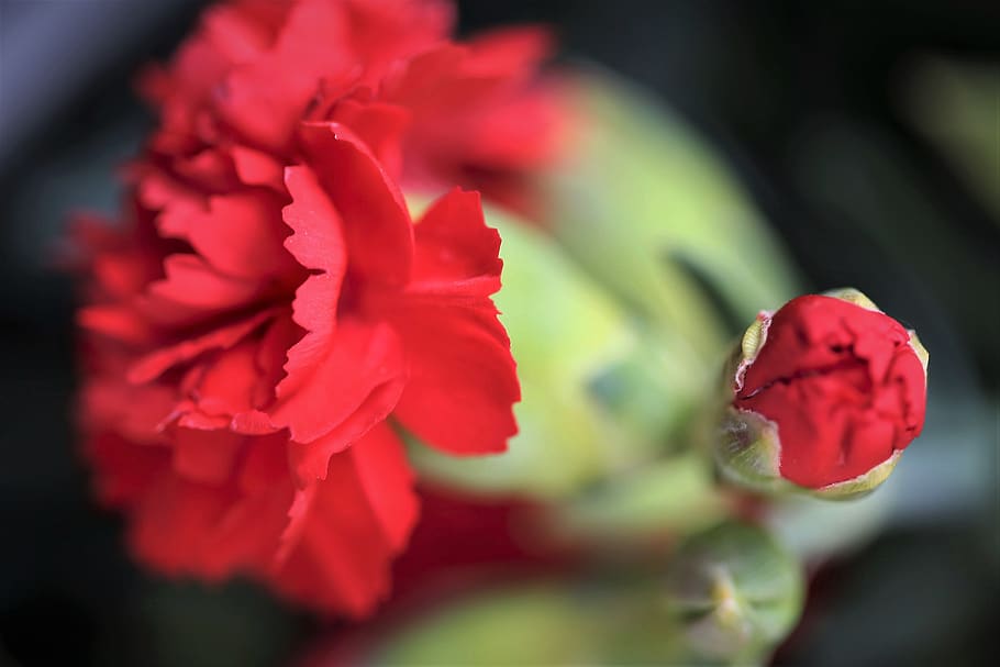 anyelir merah, bunga, mekar, makro, foto close up, pagi, musim semi, alam, luar ruangan, tanaman berbunga