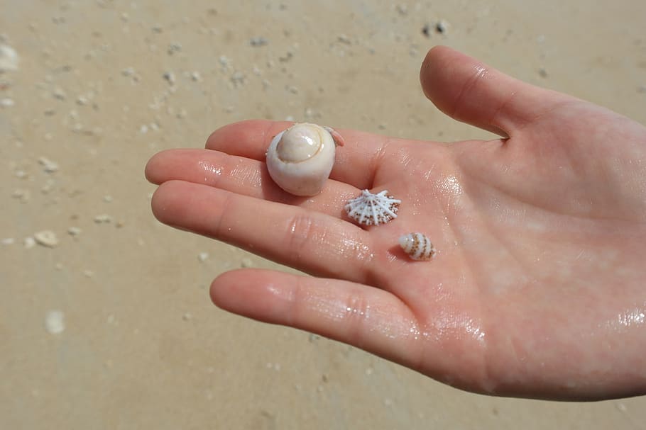 sea, hand, clam, sandy, beach, nature, human hand, human body part, body part, one person