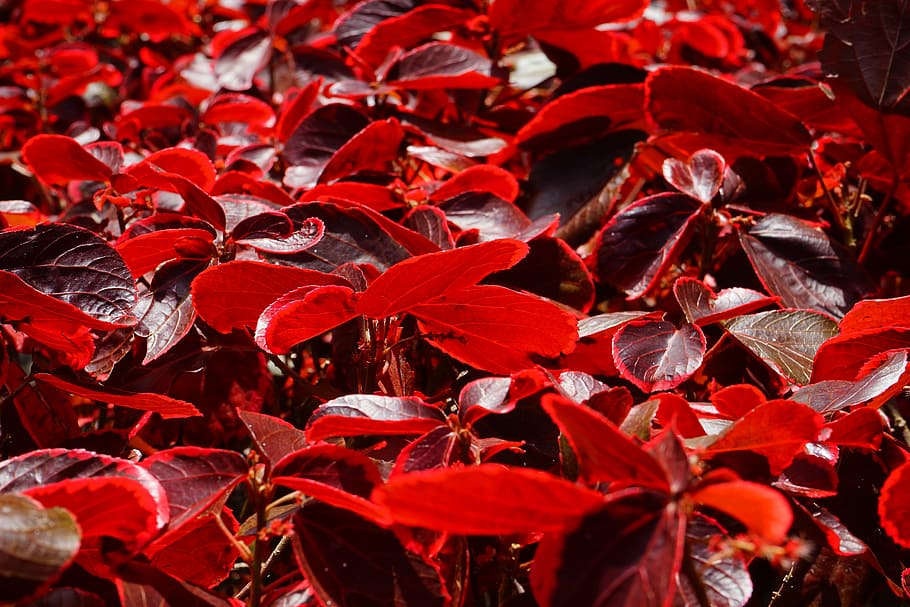 leaves, red, bright, bright red, bush, wine red, reddish, acalypha wilkesiana, buntlaubig, euphorbiaceae