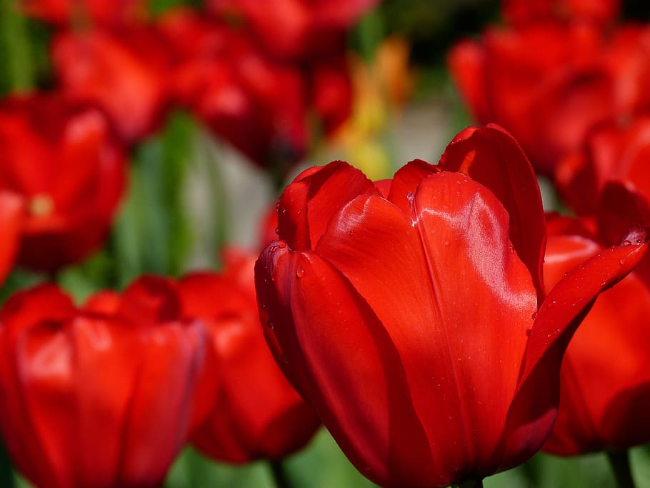 tulipanes rojos, tulipanes, flor, naturaleza, primavera, rojo, planta floreciendo, planta, belleza en la naturaleza, pétalo