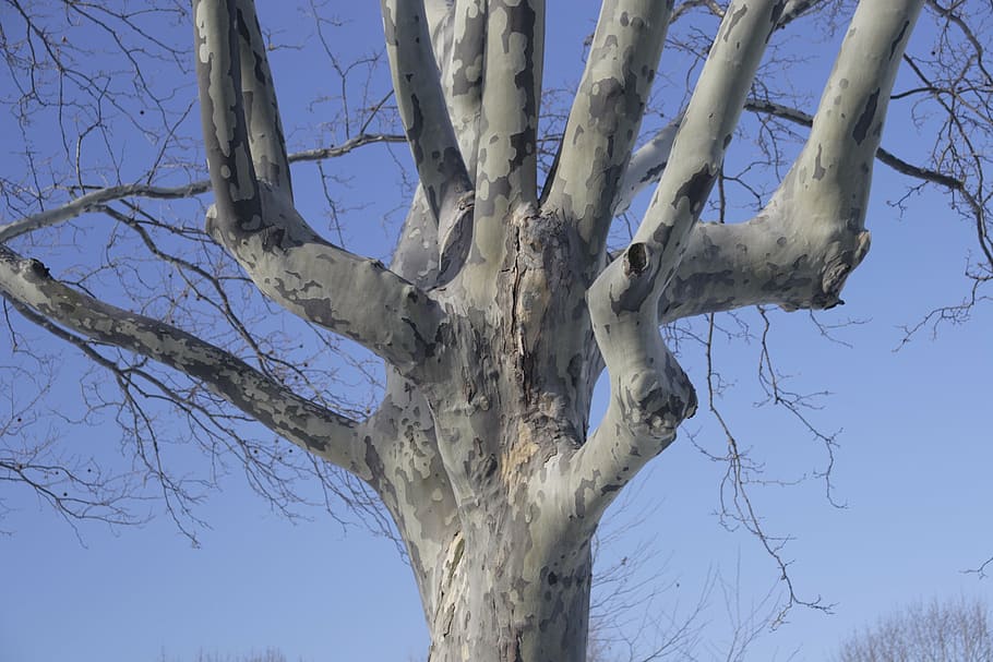 tree, sky, winter, flushing meadow park, new york city, queens, trunk, tree trunk, plant, bare tree
