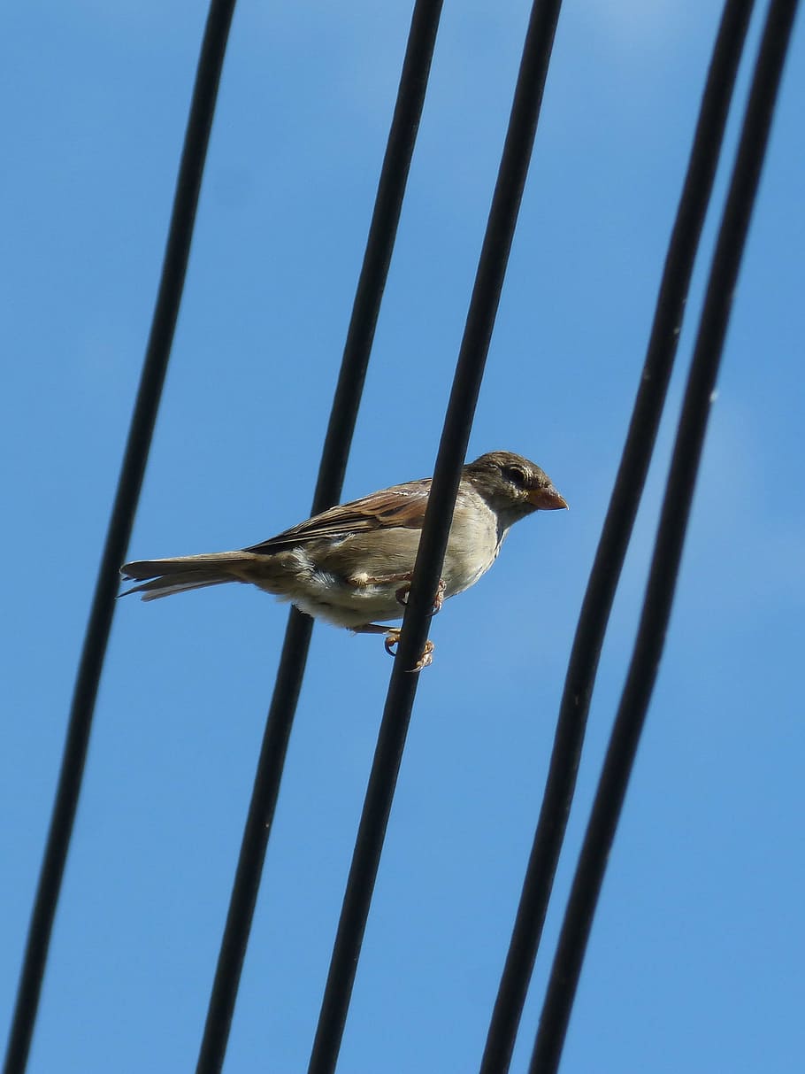 sparrow, bird, cables, lookout, animal, animal themes, animal wildlife, vertebrate, one animal, animals in the wild
