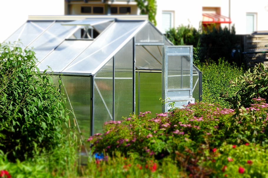 backyard garden, greenhouse, garden, glass house, planting, garden accessories, growth, climate, plant, nature