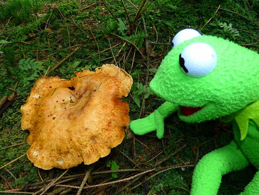 kermit, frog, mushroom, to find, autumn, forest, green, doll, nature, green color