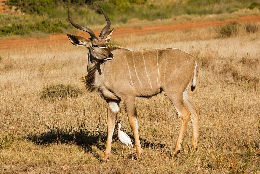 kudu, mundo animal, sudáfrica, animal, animal salvaje, kudu grande, naturaleza, salvaje, fotografía de vida silvestre, desierto