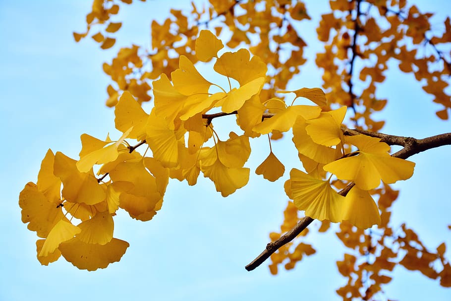 árbol de hoja amarilla, árbol de ginkgo, hojas de gingko, árbol, rama, otoño, colores de otoño, cielo azul, planta, amarillo