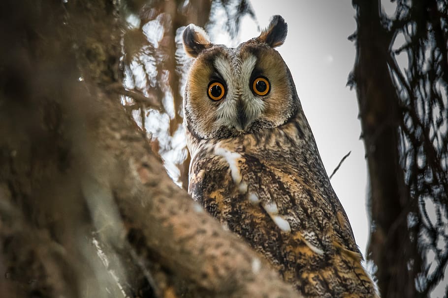 selective, focus photo, brown, owl, tree branch, long-eared owl, bird, animal, nature, beak