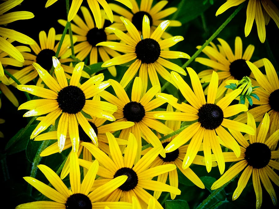 sunflowers, nature, yellow, flower, flowering plant, petal, flower head, black-eyed susan, coneflower, inflorescence