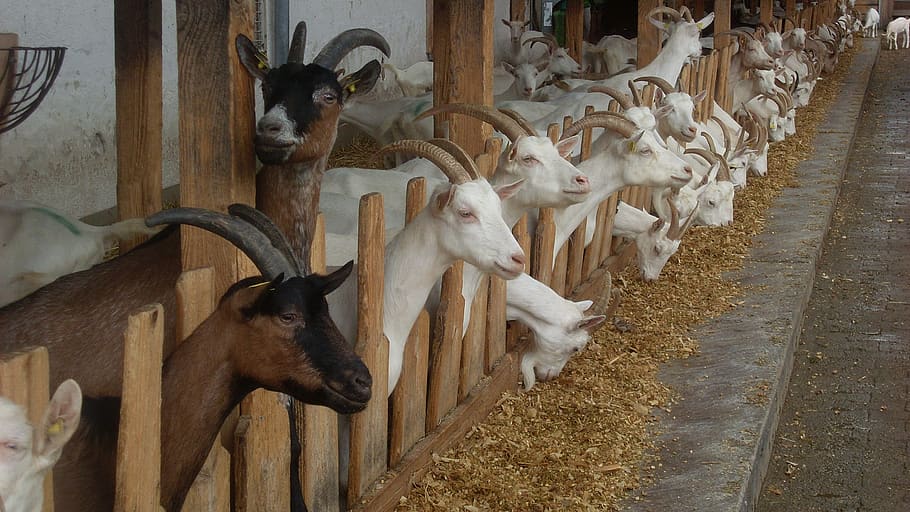 kambing, tanduk, keju kambing, pertanian, koloni, bio, kesejahteraan hewan, hewan, tema hewan, binatang menyusui