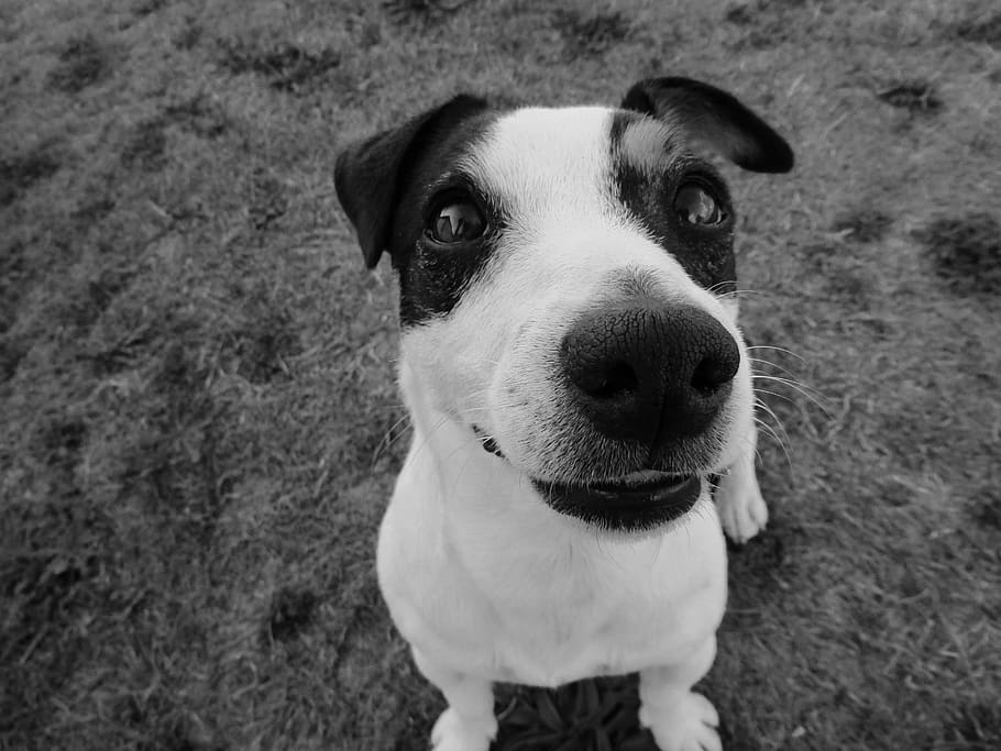jack russel, black and white, smile, snout, nose, lips, one animal, domestic animals, pets, dog
