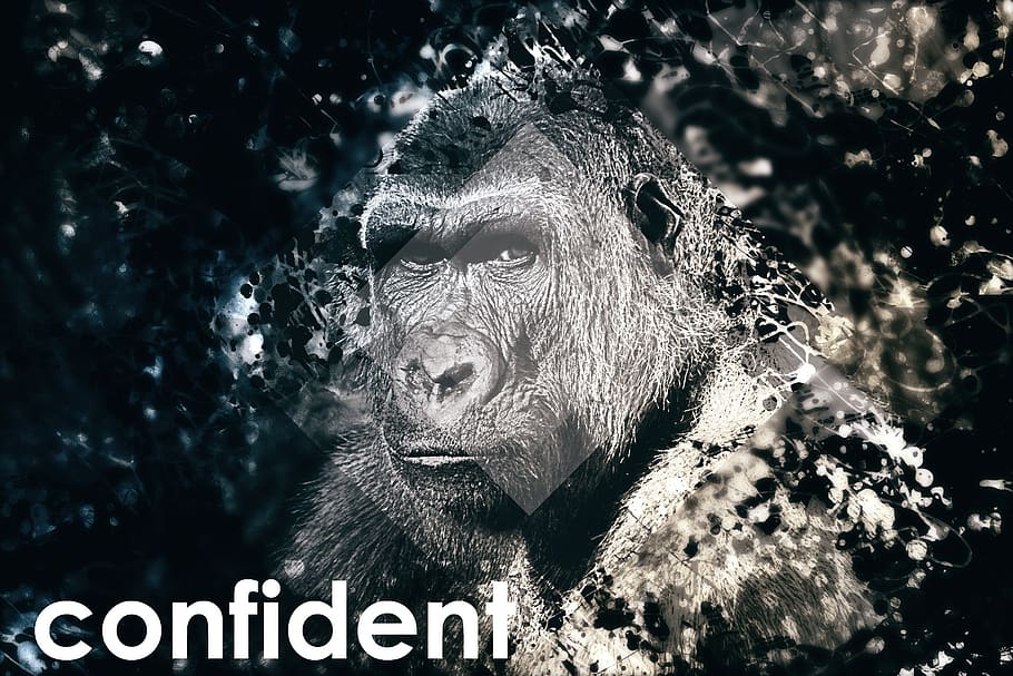 confident, self-conscious, gorilla, photoshop, digital art, compositing, photomontage, artwork, design, photo manipulation