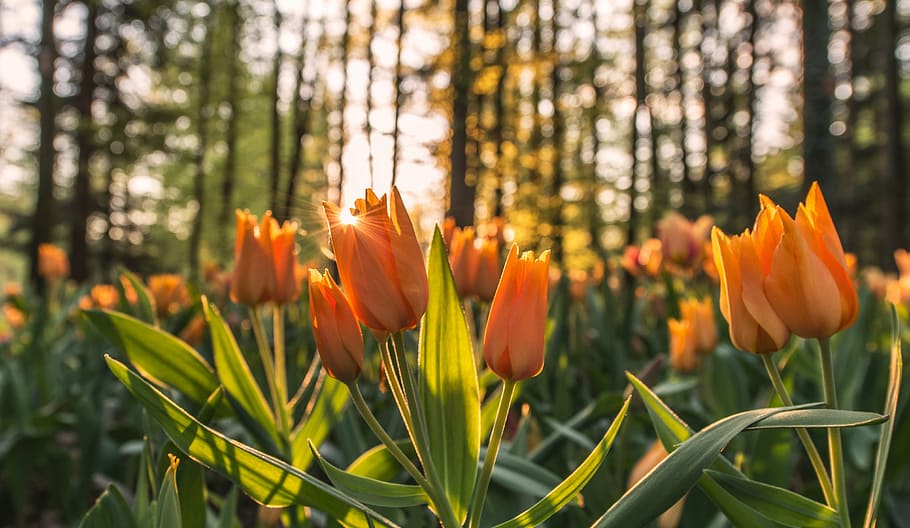 laranja, tulipas, dia, flores, jardim, natureza, árvores, floresta, pôr do sol, flor