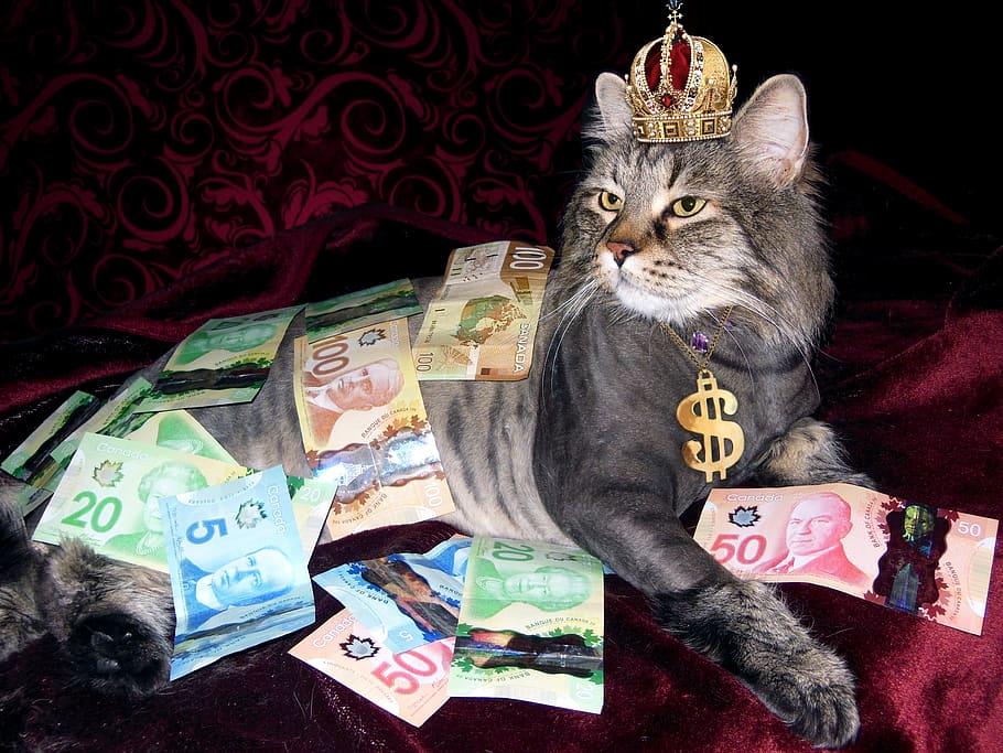 uang, kucing, kekayaan, uang kanada, pria telanjang, hewan, tema hewan, binatang menyusui, hewan peliharaan, kucing domestik