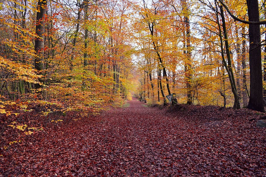 forest, autumn mood, leaves, fall color, trees, fall foliage, away, autumn, landscape, tree