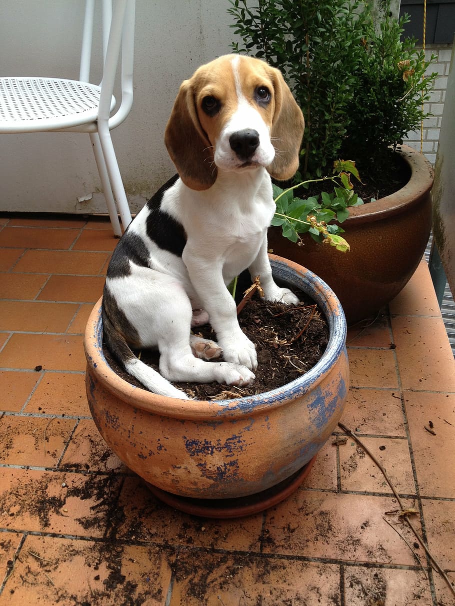 beagle, volta, marrom, pote, vaso de flores, cachorro, mamífero, animais de estimação, doméstico, animais domésticos