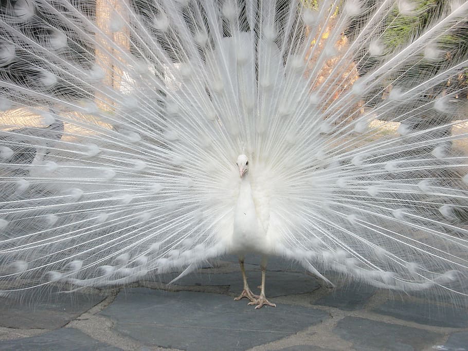 male, white, peacock, spreading, tail, turkey, royal, ave, pen, feather