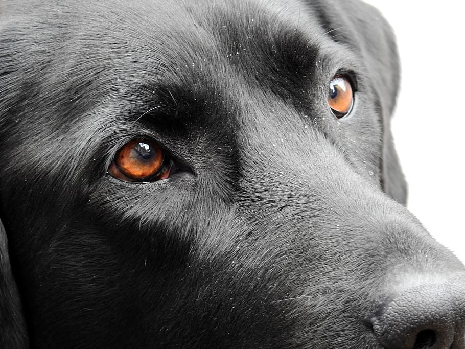 adult, black, labrador retriever, dog, eyes, animal, pet, view, labrador, friend