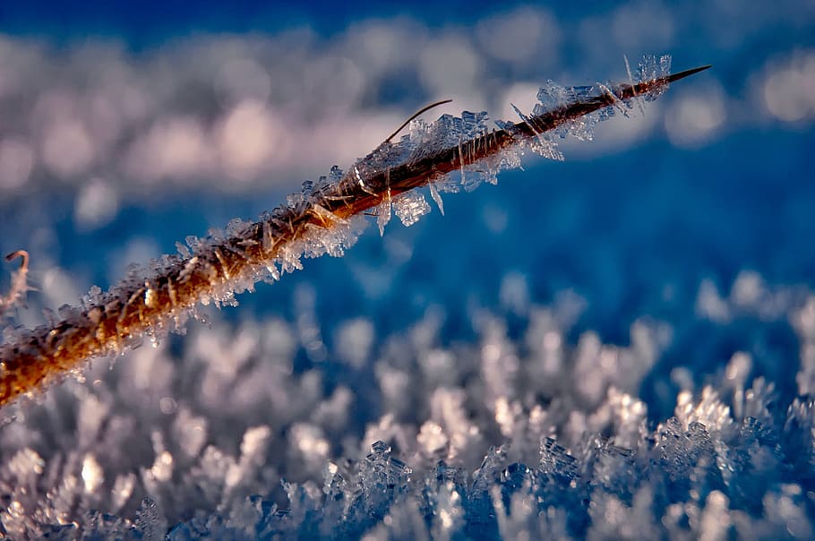 selective, focus photography, tree branch, covered, frost, ice, hoarfrost, crystals, macro, closeup