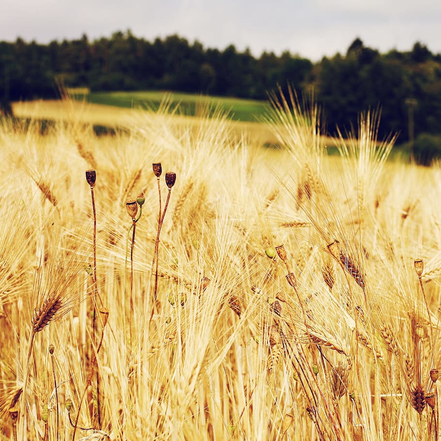 Cornfield, Wheat Field, Cereals, wheat, field, grass, agriculture, grain, arable, yellow