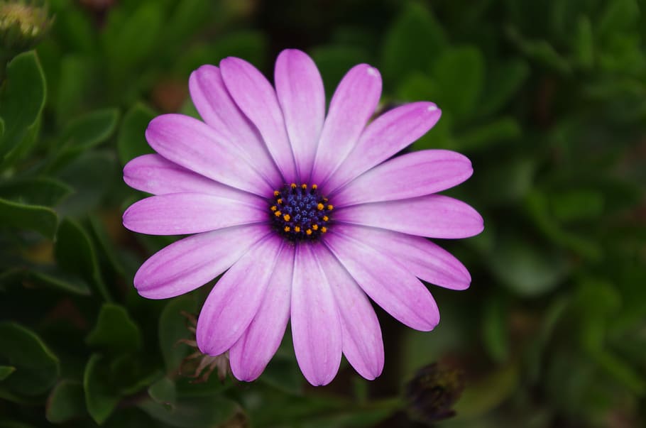 Plant, Flower, Gerbera, Daisy, petal, fragility, osteospermum, purple, flower head, flowering plant